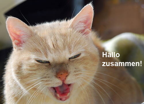 Kulturonline-Redaktionskatze Bingi ^’^ hat News!