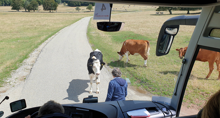Creux du Van mit Car Tours und Rinder-Aktion mit Reiseleiter Ernst Fischer